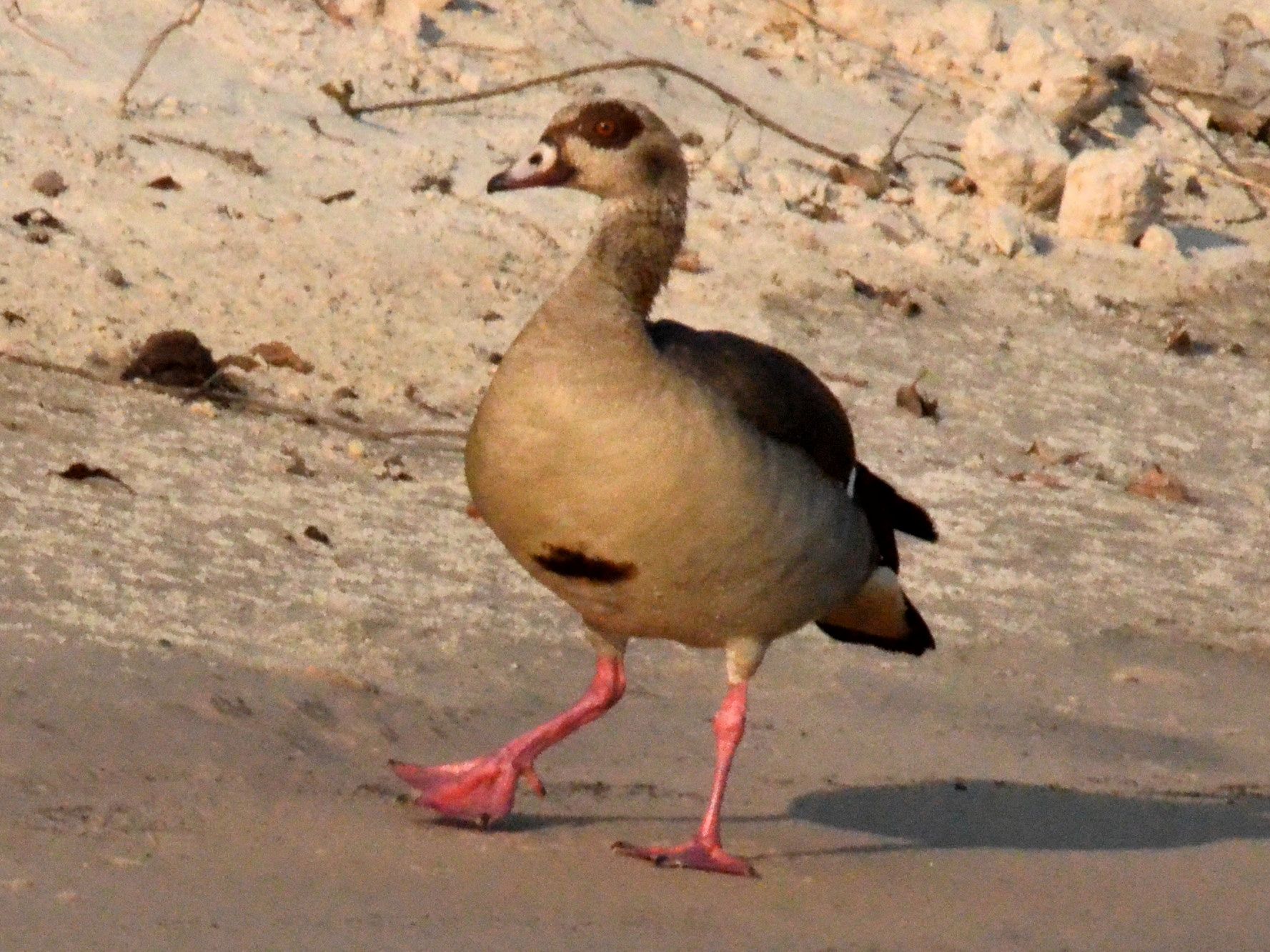 Click picture to see more Egyptian Gooses.