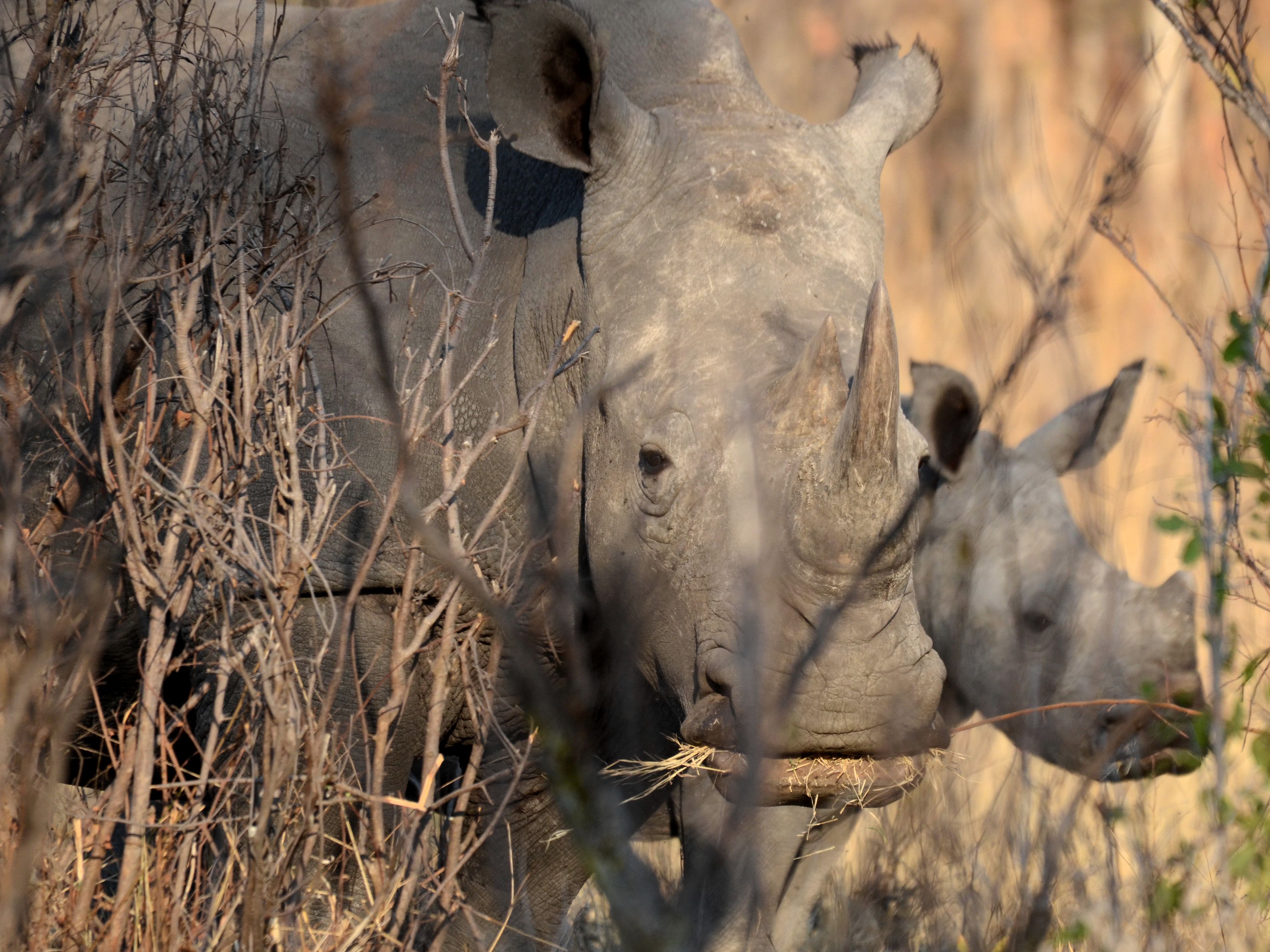 Click picture to see more  White (Square-lipped) Rhinoceroses.