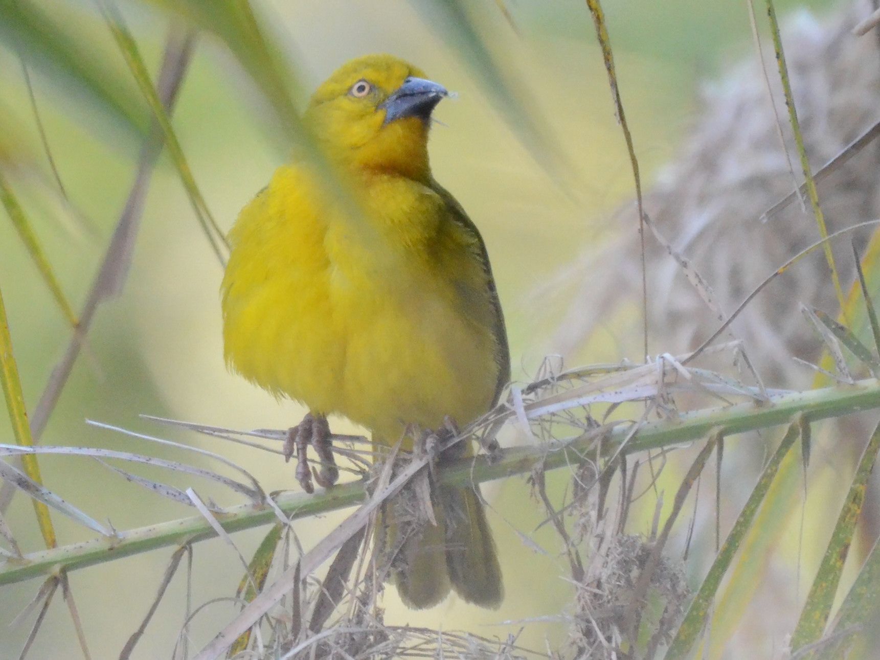 Click picture to see more Holubs( African) Golden Weavers.