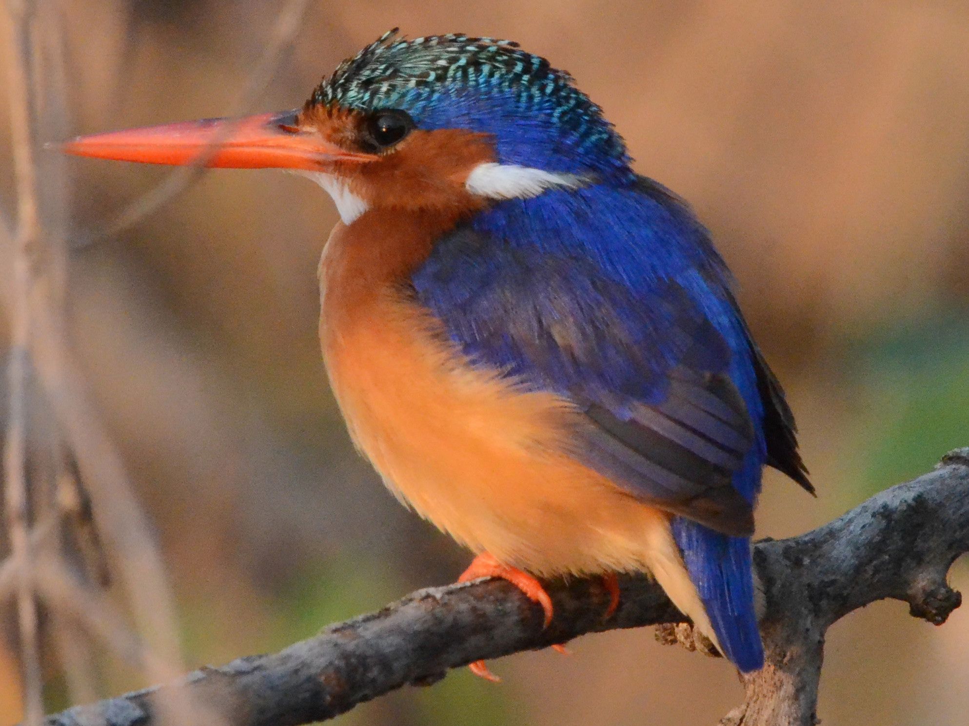 Click picture to see more Malachite Kingfishers.