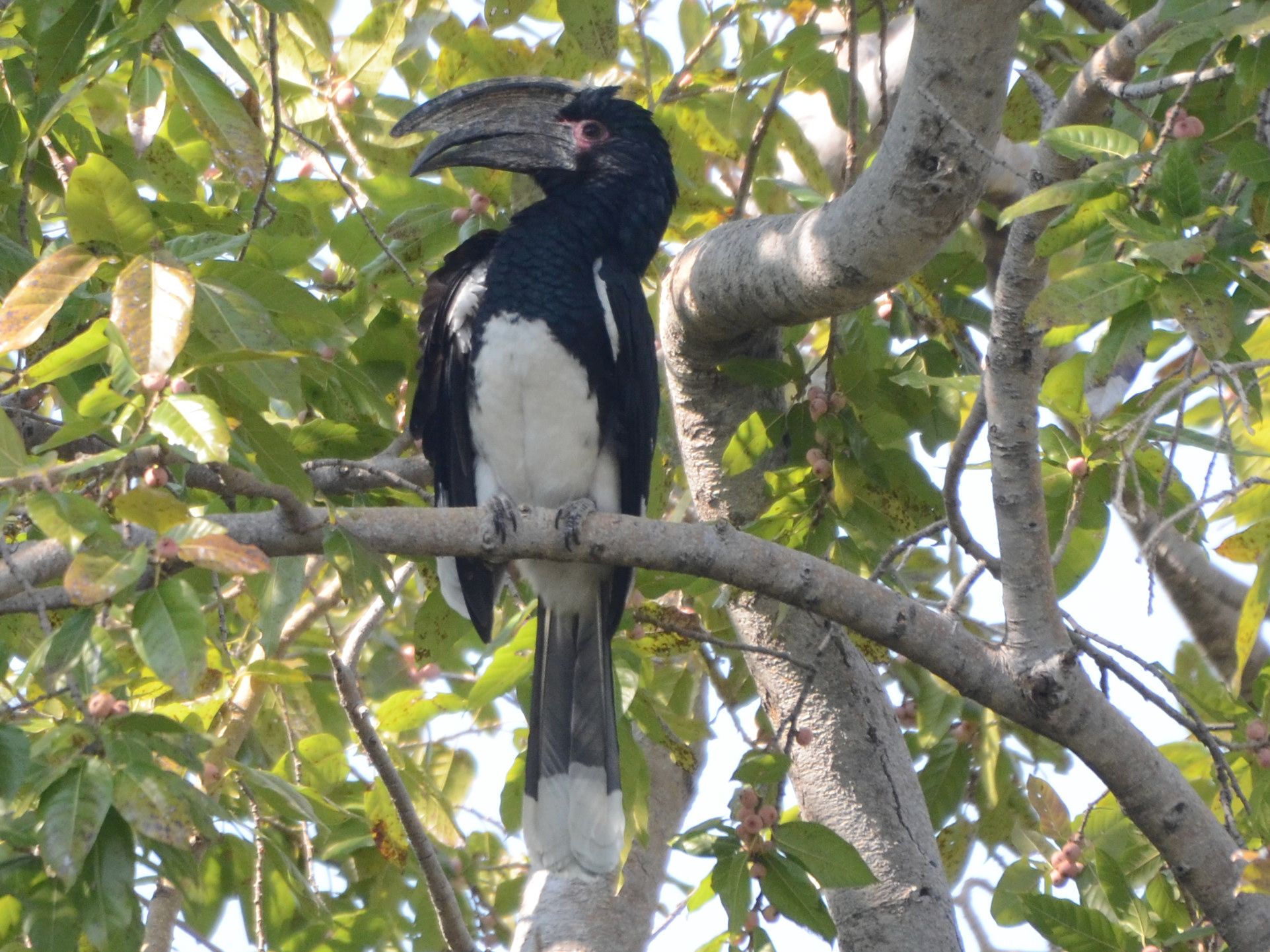 Click picture to see more Trumpeter Hornbills.
