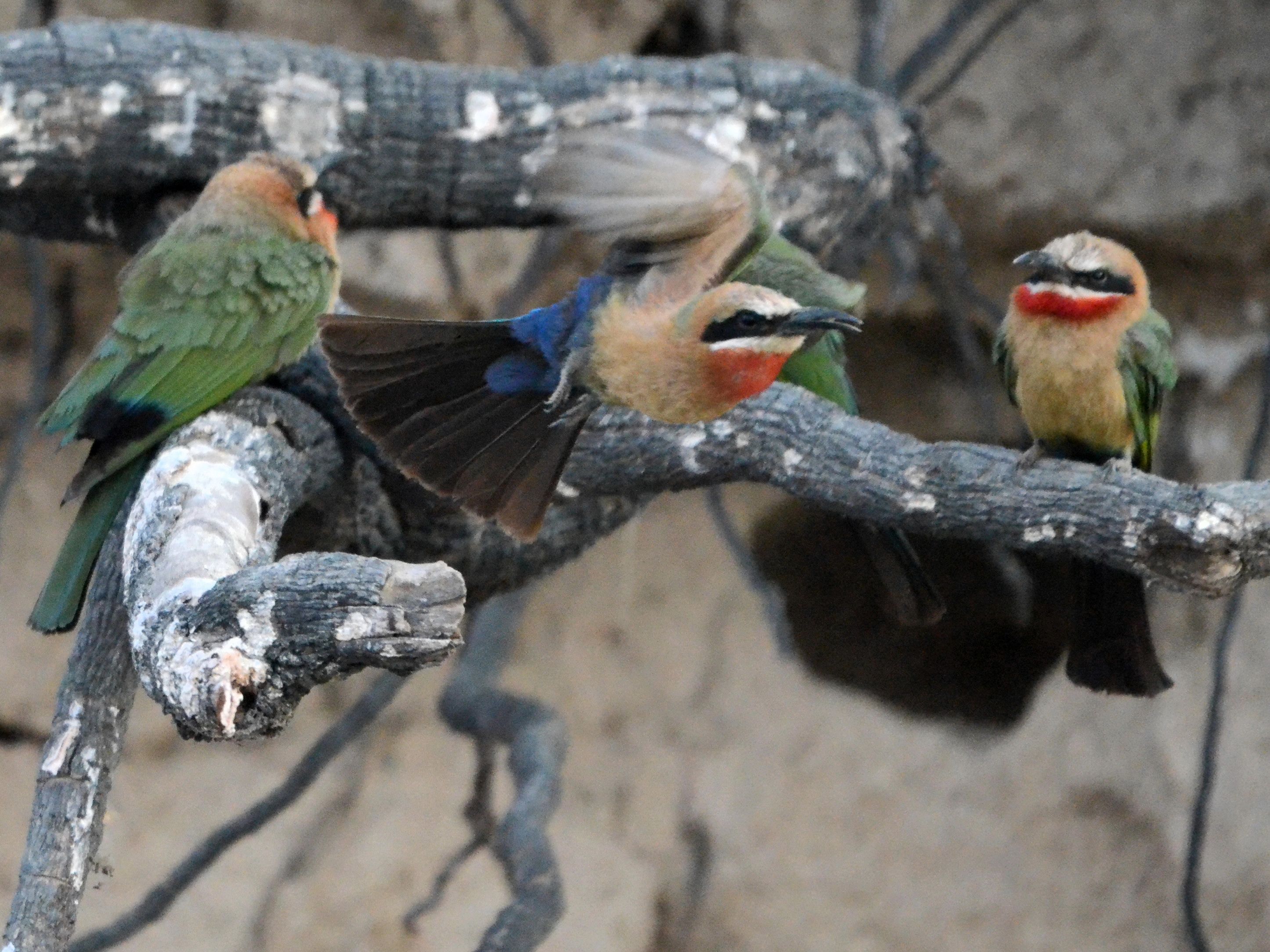 Click picture to see more White-fronted Bee-eaters.