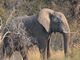 African Elephant - Zambia