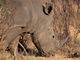 White (Square-lipped) Rhinoceros