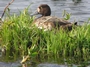 Greater Scaup - Female