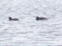 Long-tailedDuck - Female and Male