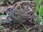 White-crowned Sparrow - Gambels
