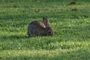 California Brush Rabbit