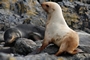 Leucistic Fur Seal