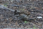 Rufous-collared Sparrow - Juvenile
