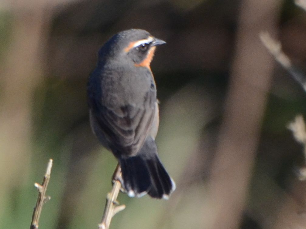 Click picture to see more Black-and-rufous Warbling-Finchs.