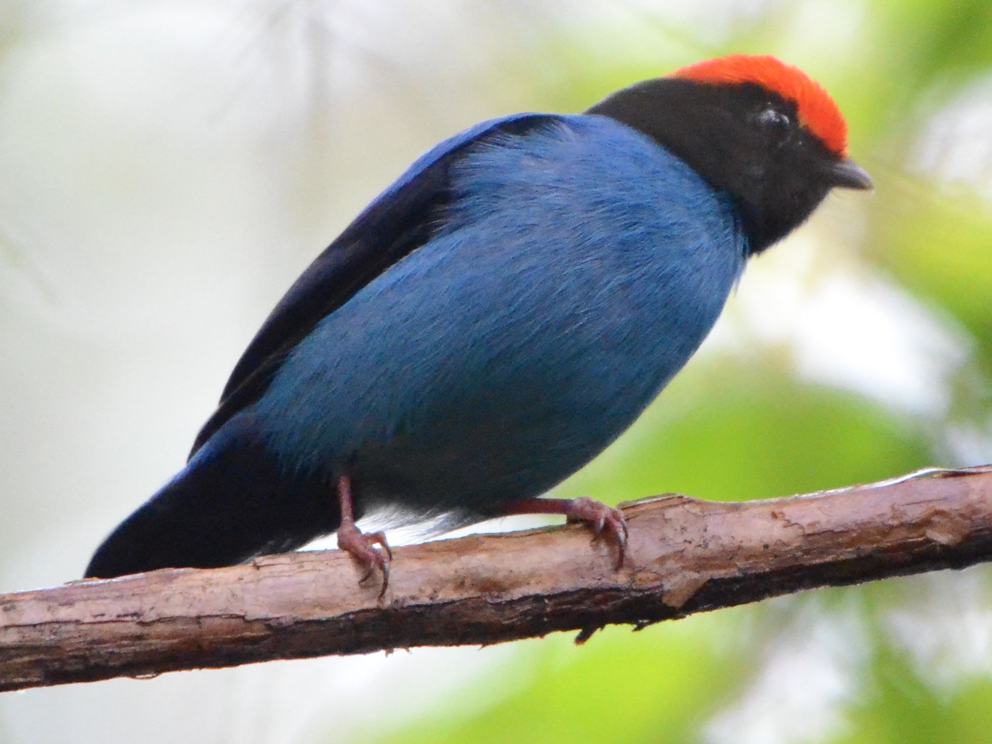 Click picture to see more Blue (Swallow-tailed) Manakins.