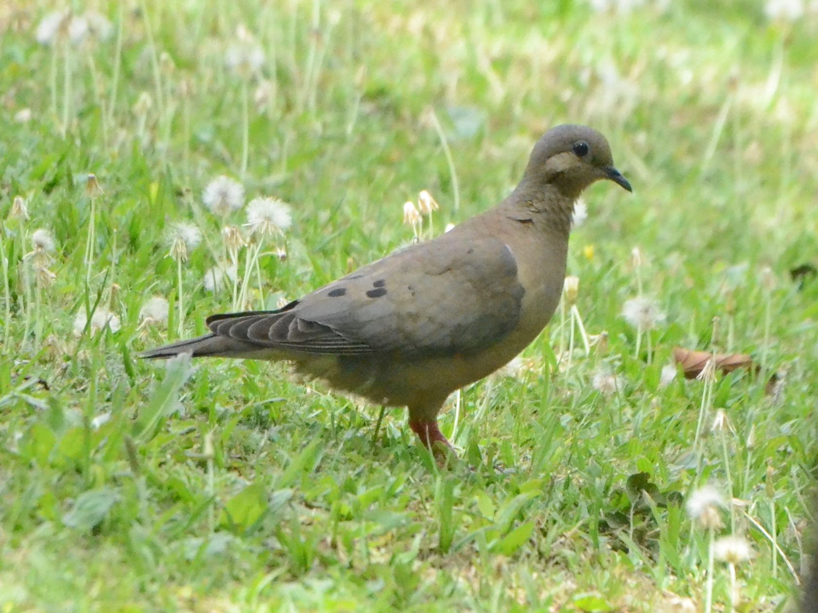 Click picture to see more Eared Doves.
