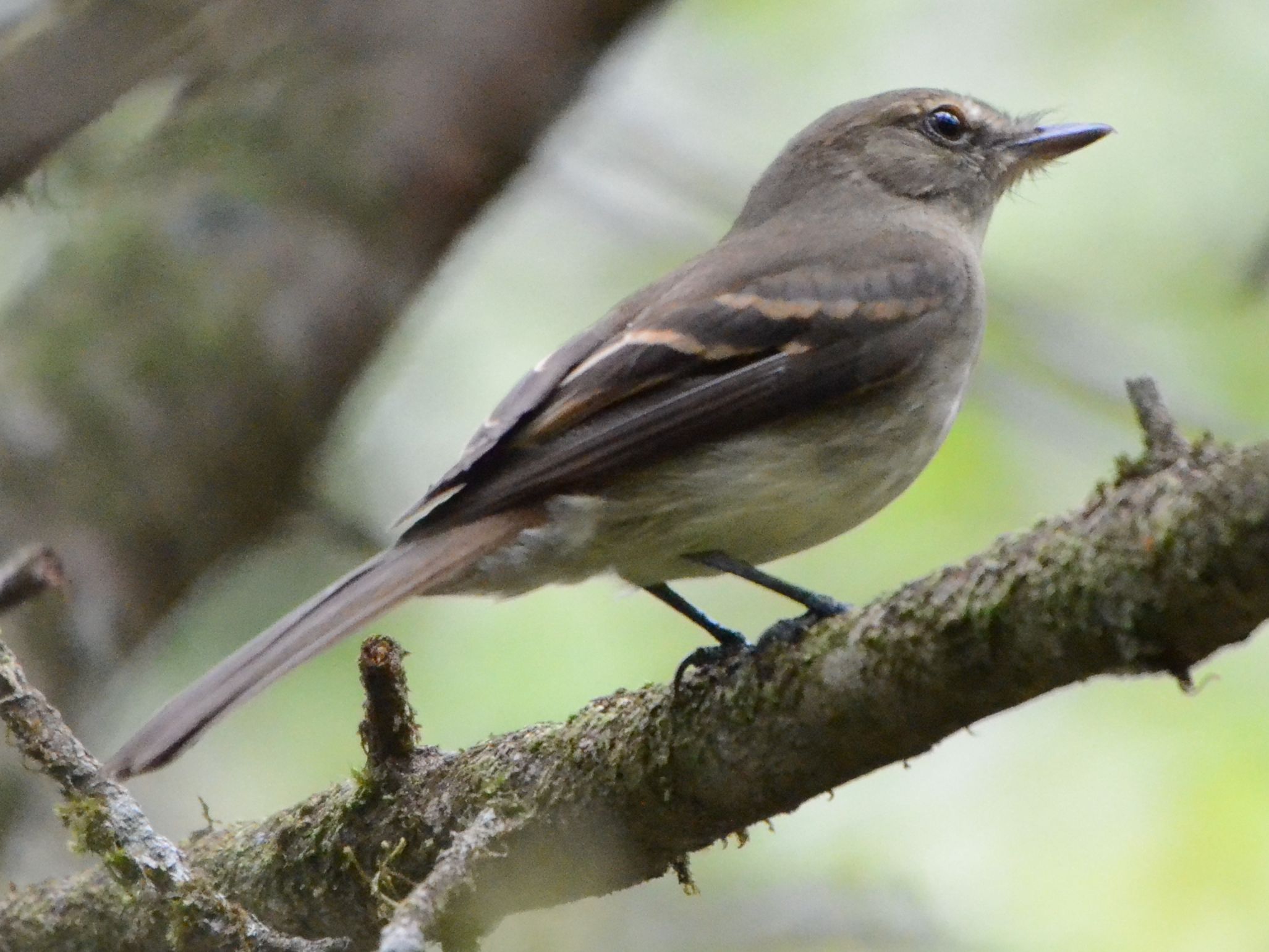 Click picture to see more Fuscous Flycatchers.