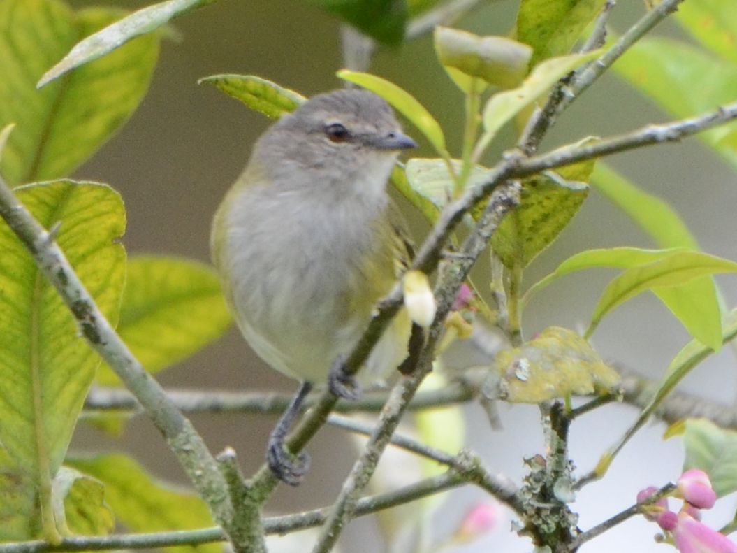 Click picture to see more Gray-capped Tyrannulets.