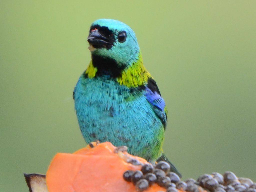 Click picture to see more Green-headed Tanagers.