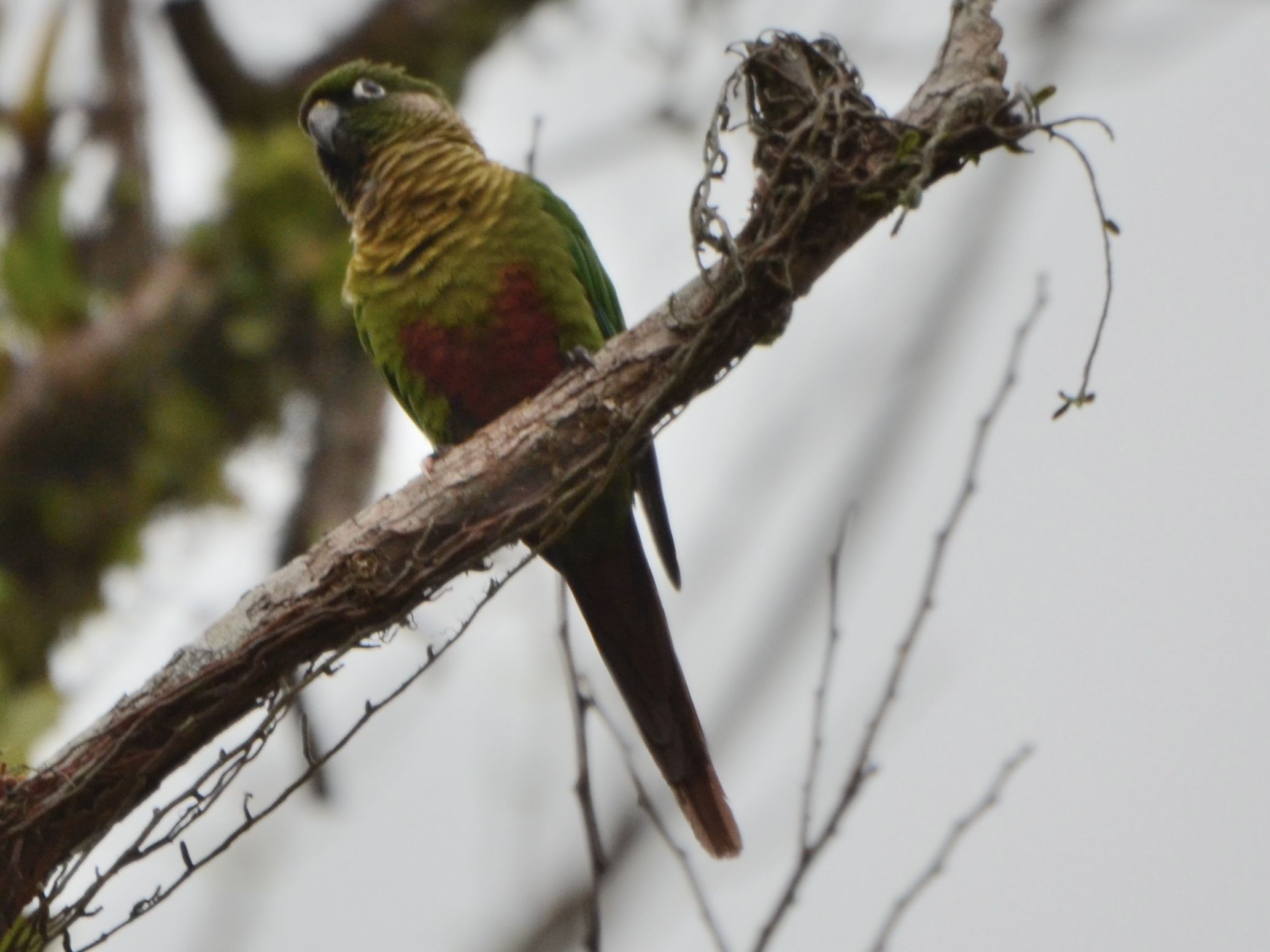 Click picture to see more Maroon-bellied Parakeets.