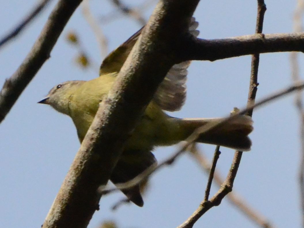 Click picture to see more Planalto Tyrannulets.