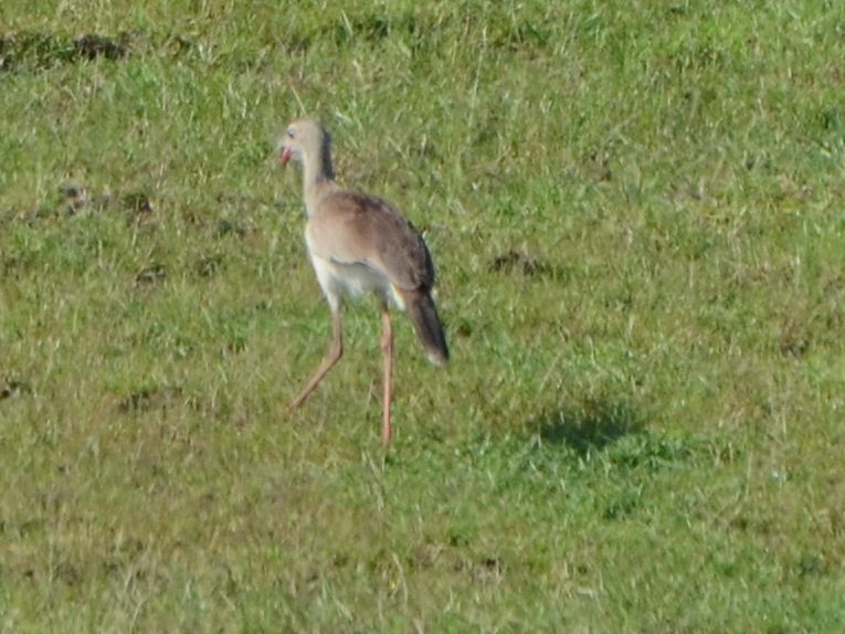 Click picture to see more Red-legged Seriemas.