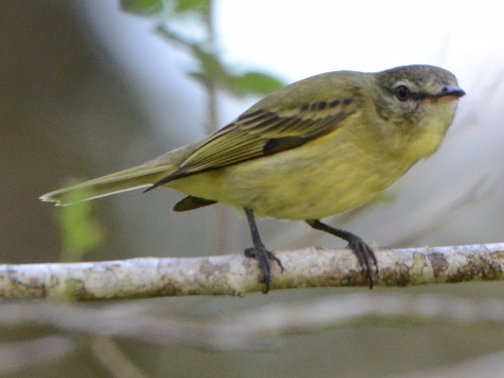 Click picture to see more Rough-legged Tyrannulets.