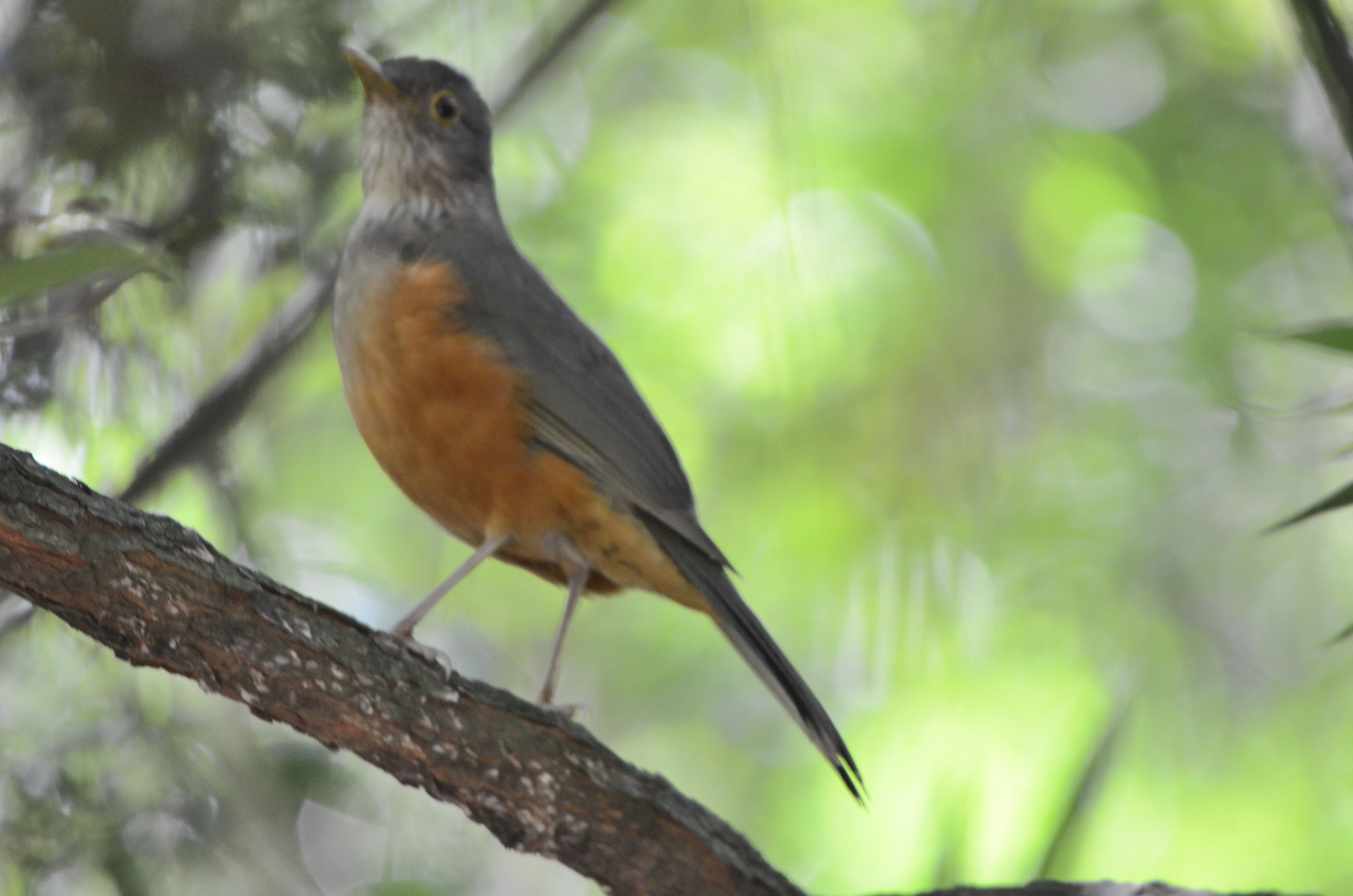 Click picture to see more Rufous-bellied Thrushes.