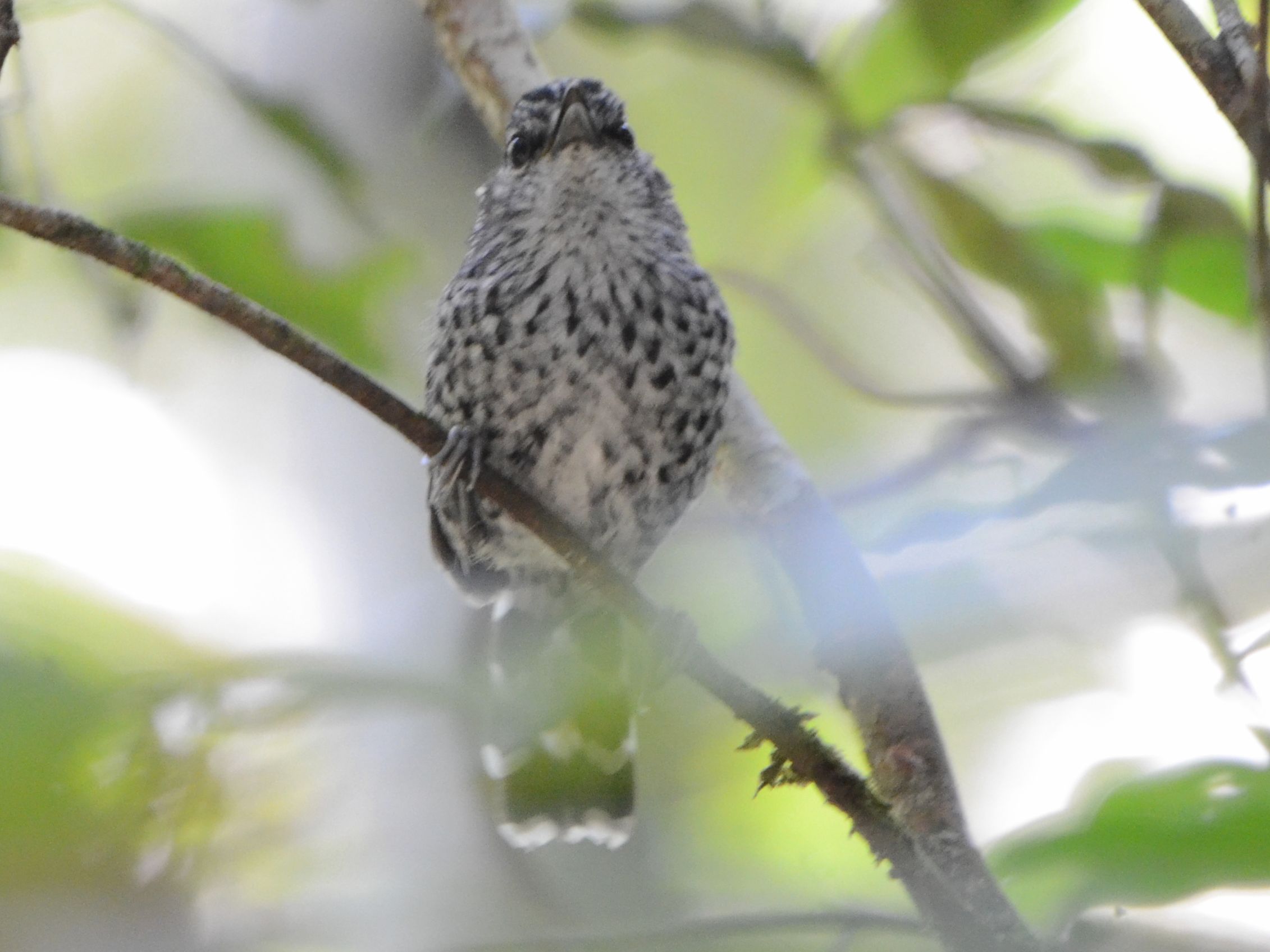 Click picture to see more Scaled Antbirds.