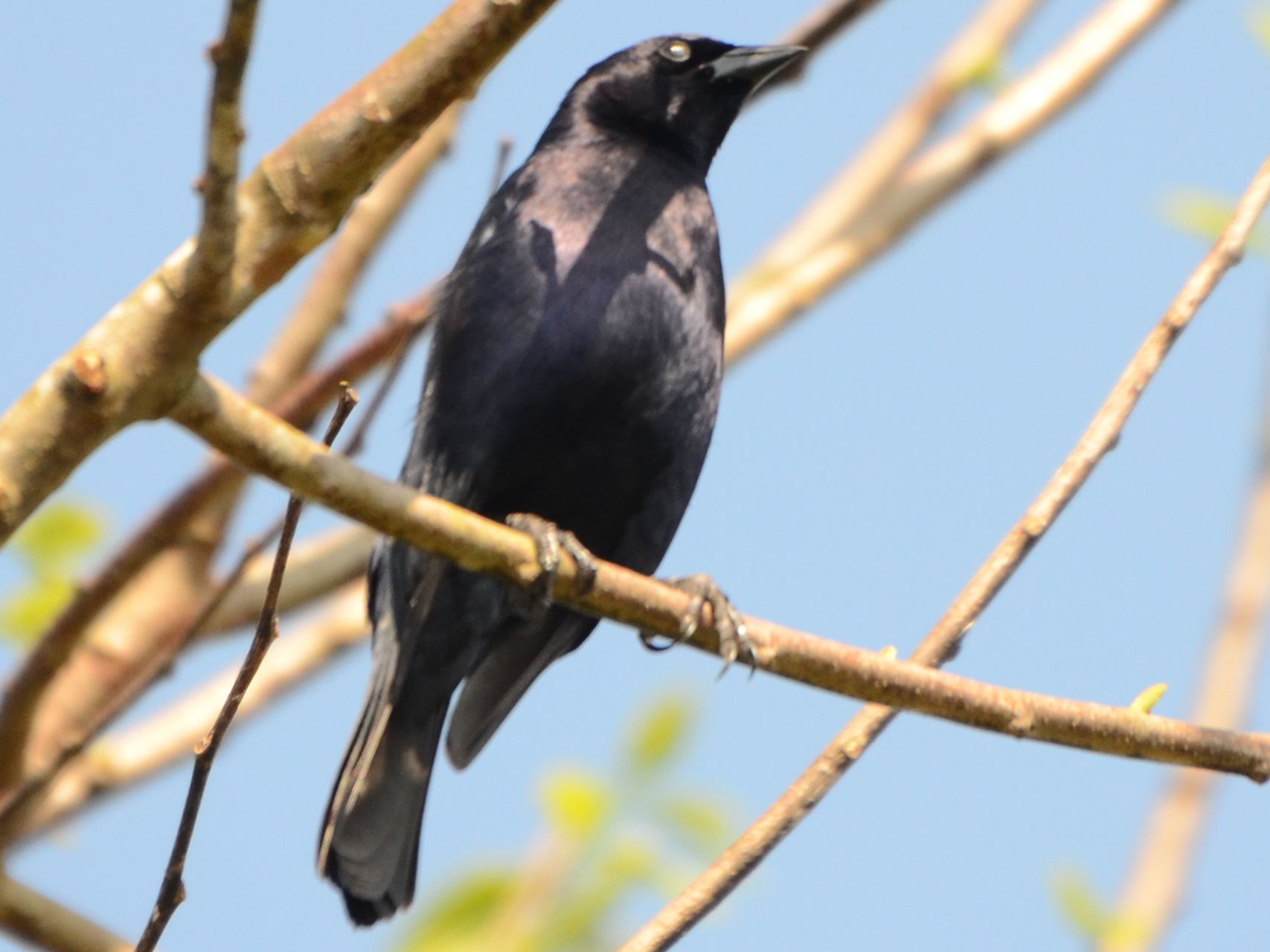 Click picture to see more Shiny Cowbirds.