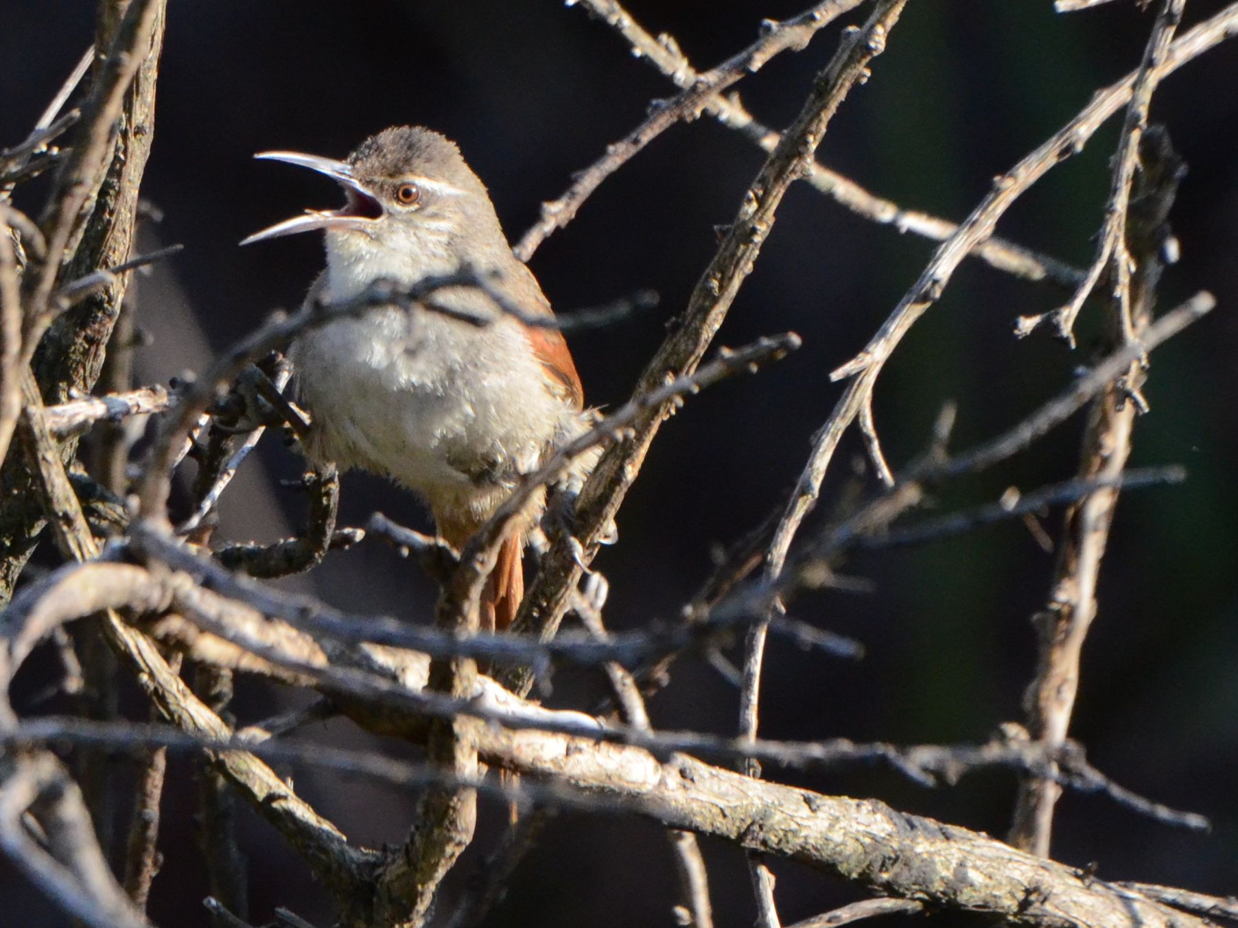 Click picture to see more Straight-billed Reedhaunters.