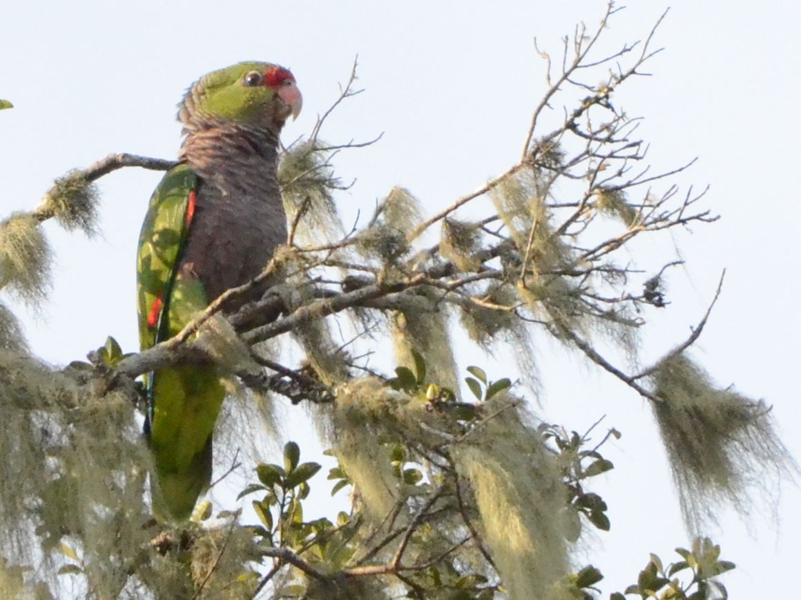 Click picture to see more Vinaceous Parrots.