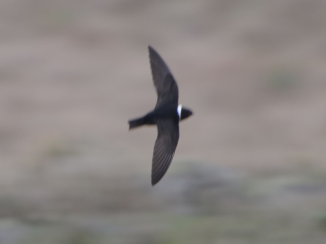 Click picture to see more White-collared Swifts.