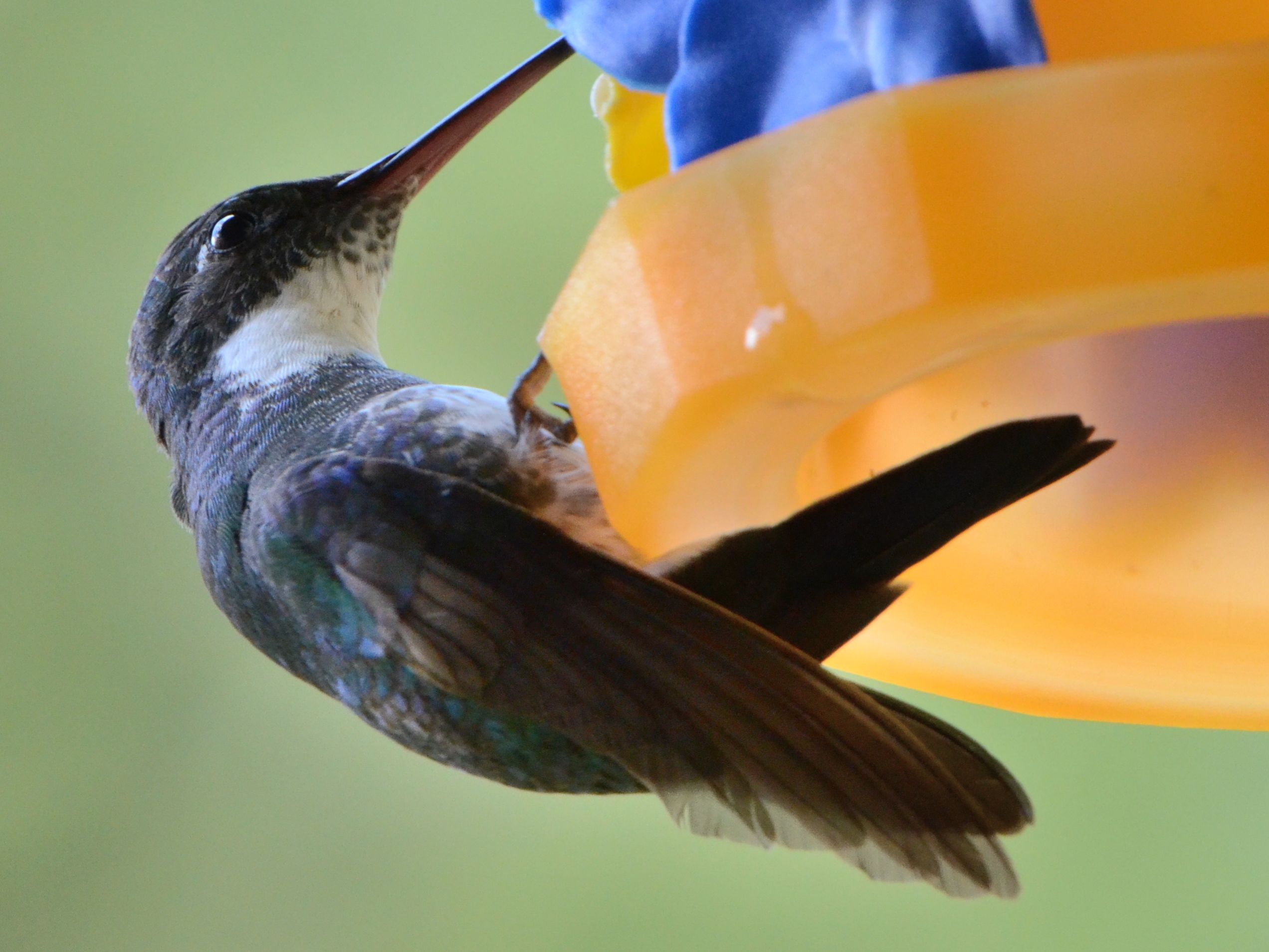 Click picture to see more White-throated Hummingbirds.