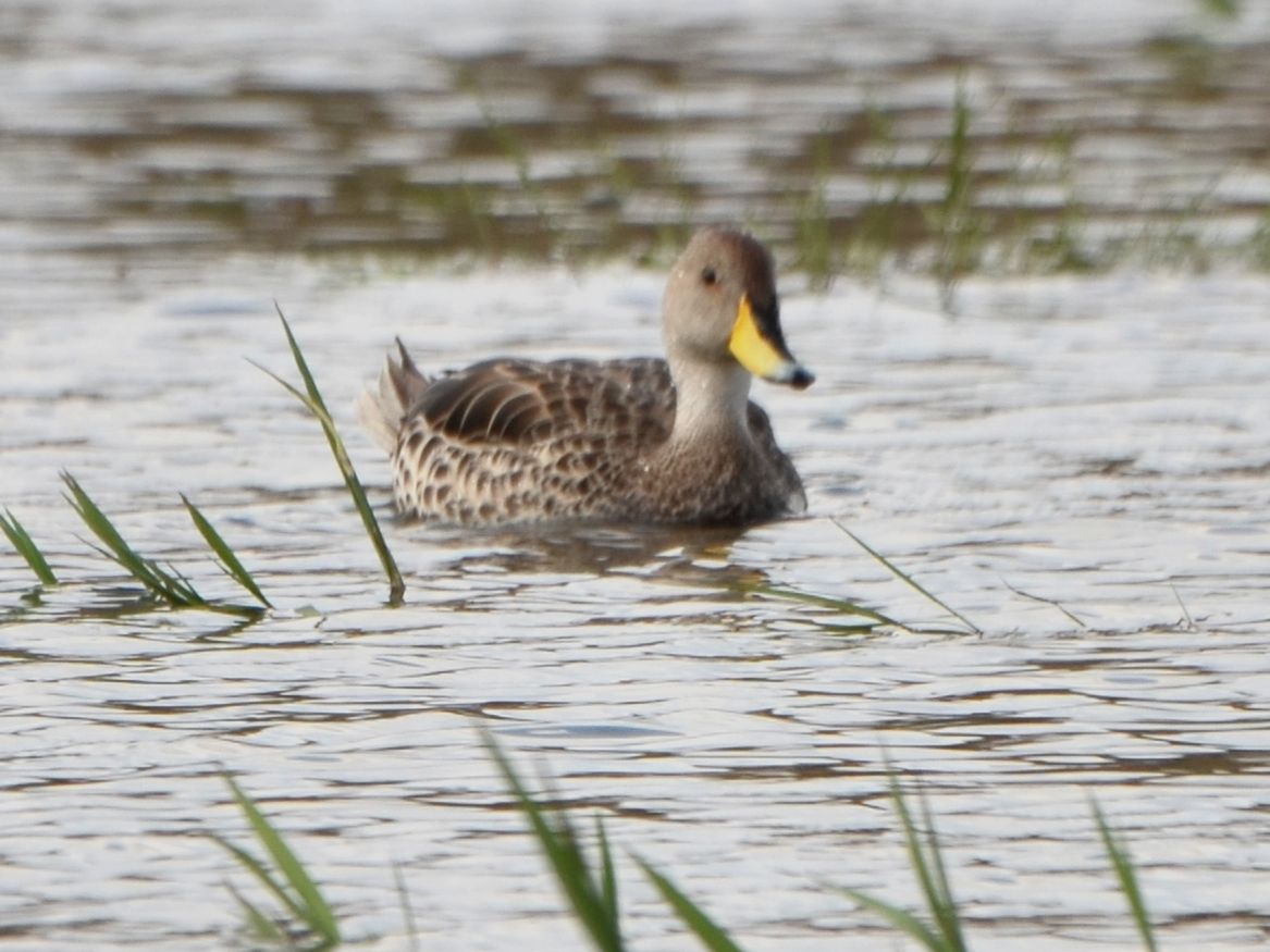 Click picture to see more Yellow-billed Pintails.
