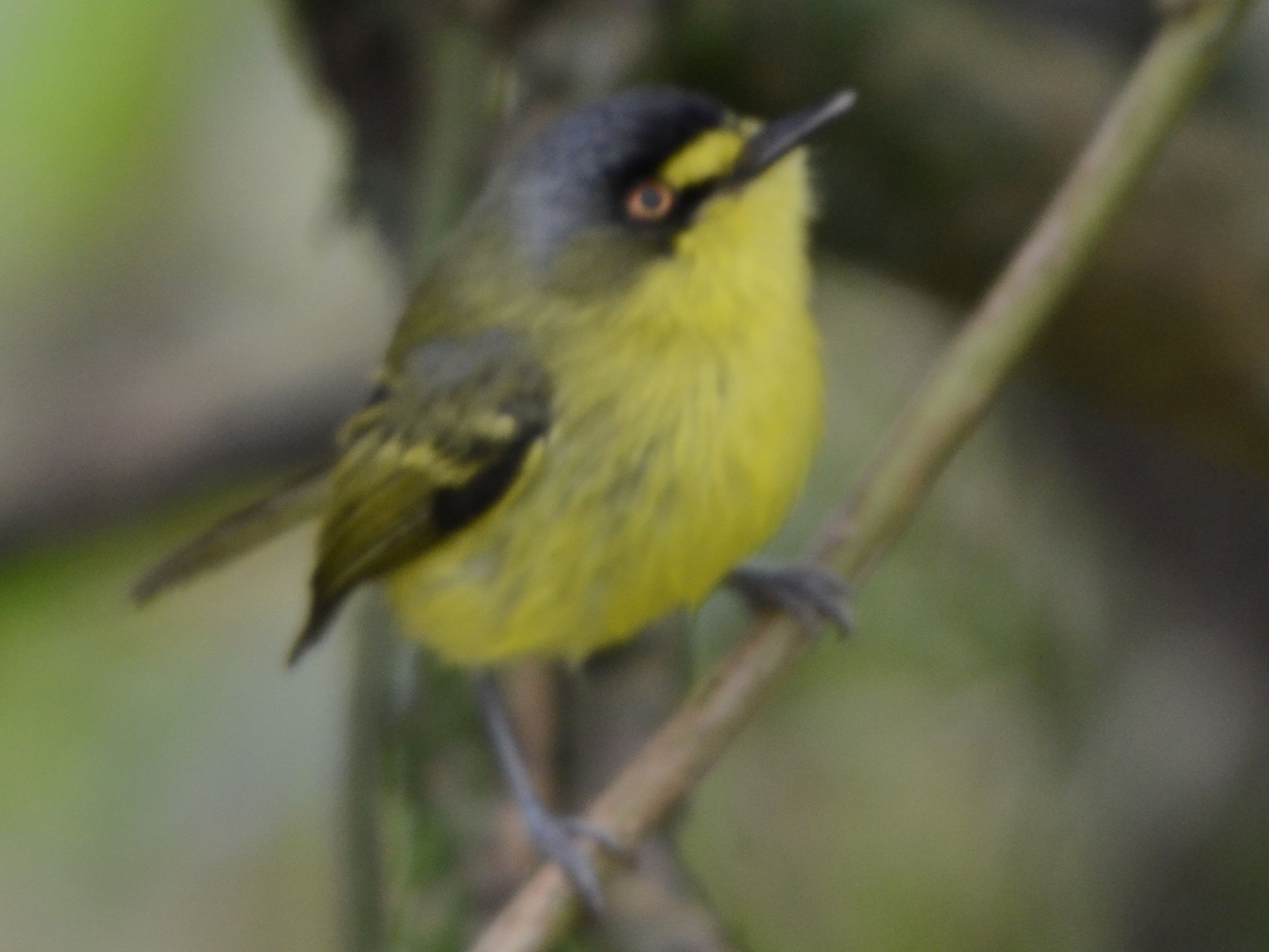 Click picture to see more Yellow-lored Tody-Flycatchers (Gray-headed).