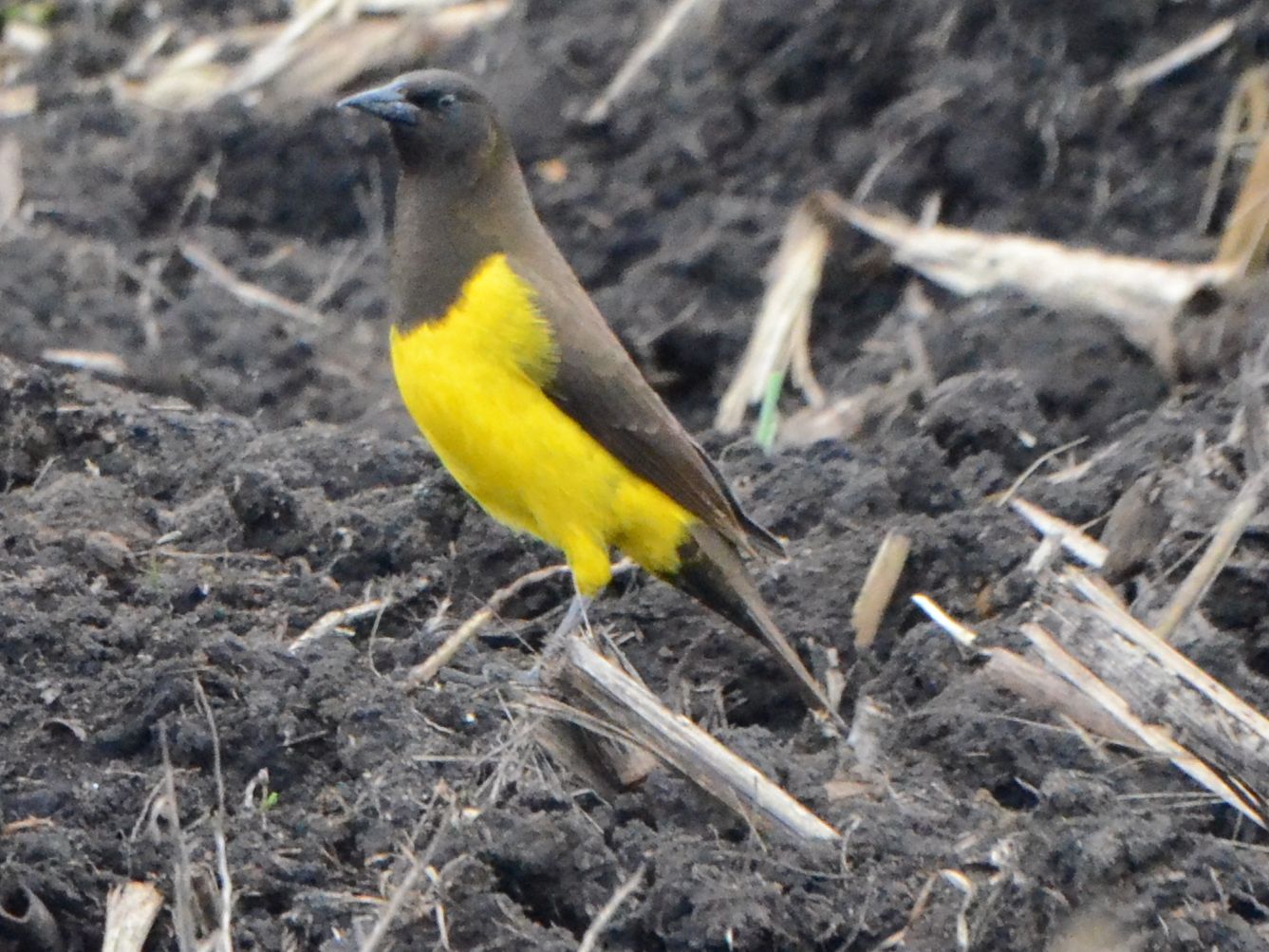 Click picture to see more Yellow-rumped Marshbirds.