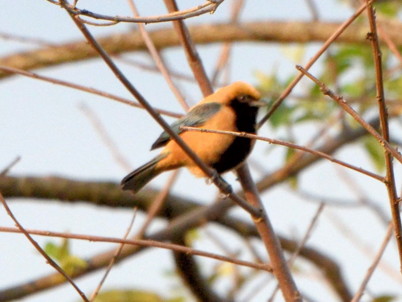 Click picture to see more Burnished-buff Tanagers.