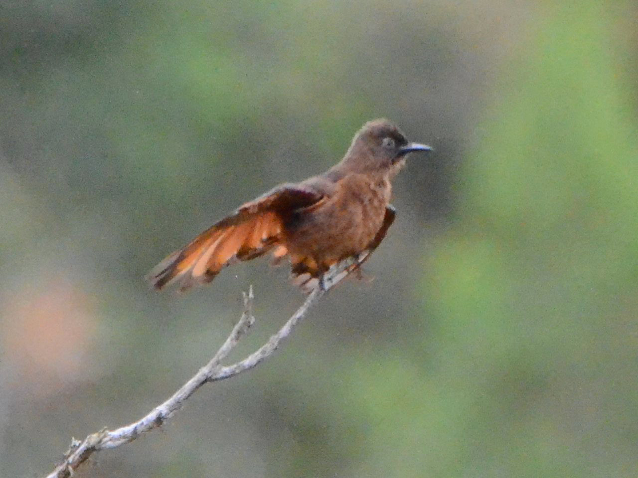 Click picture to see more Cliff Flycatchers.
