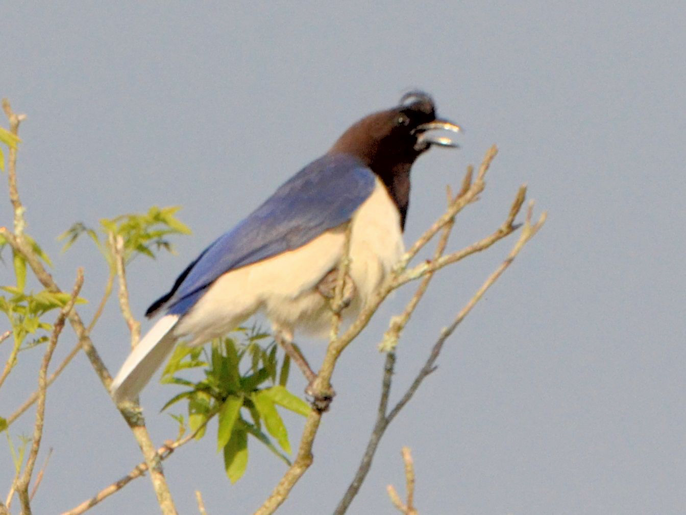 Click picture to see more Curl-crested Jays.