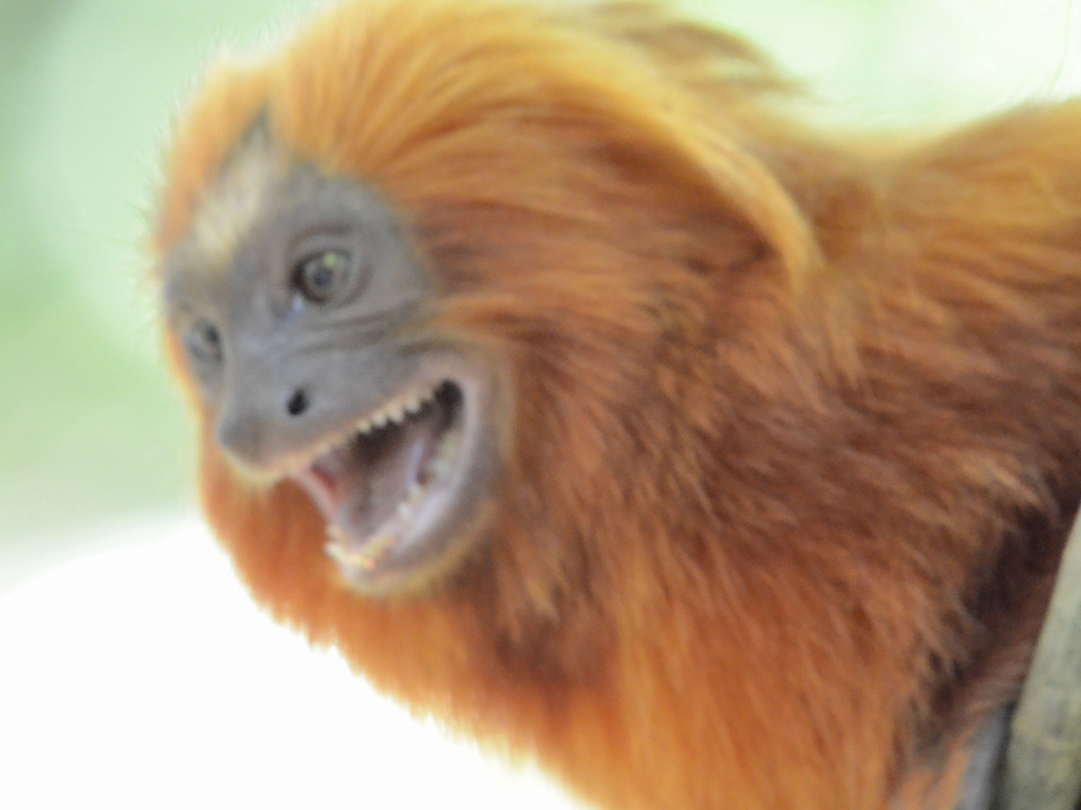 Click picture to see more Golden Lion Tamarins.