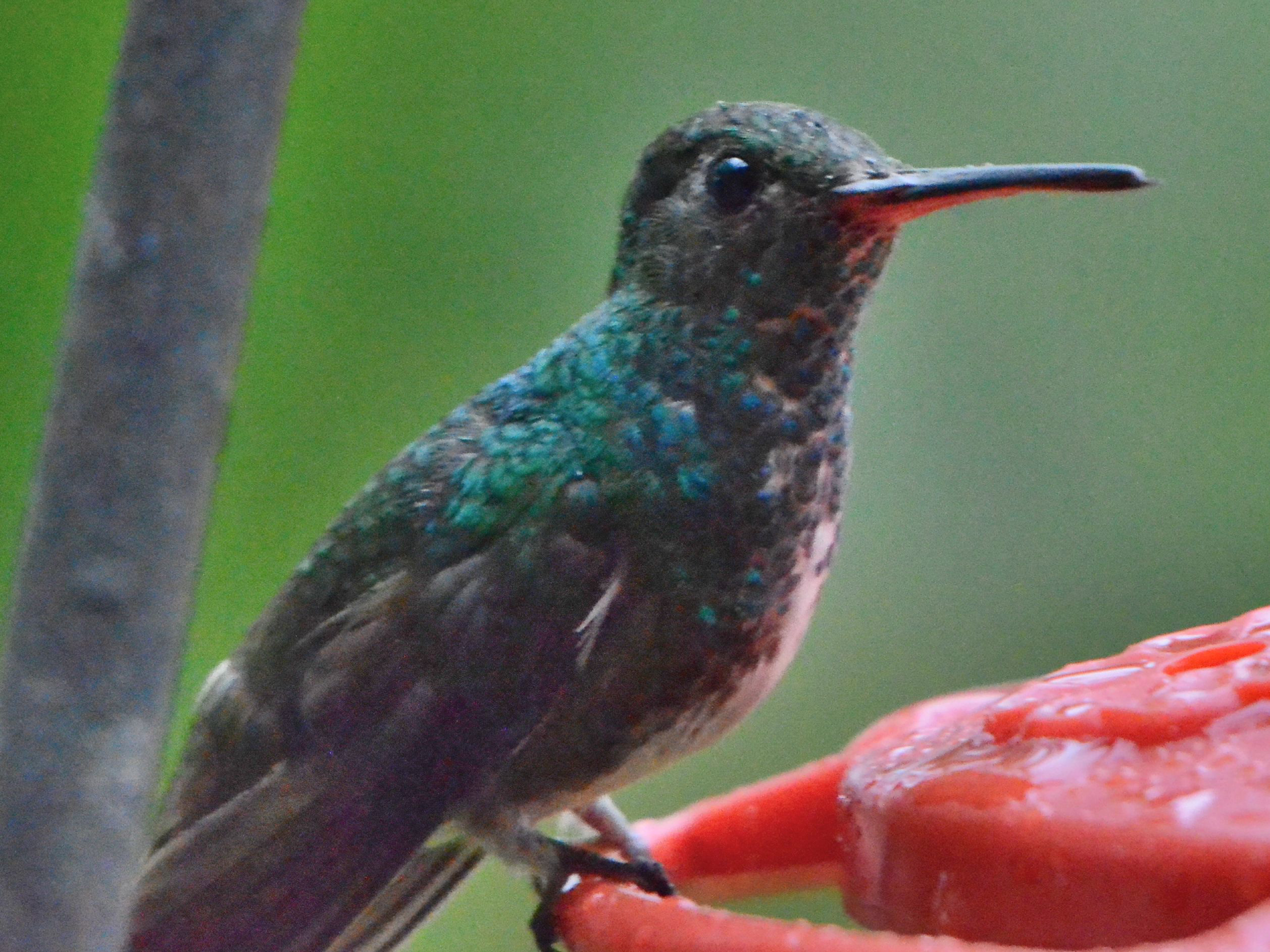 Click picture to see more Glittering-throated Emeralds.