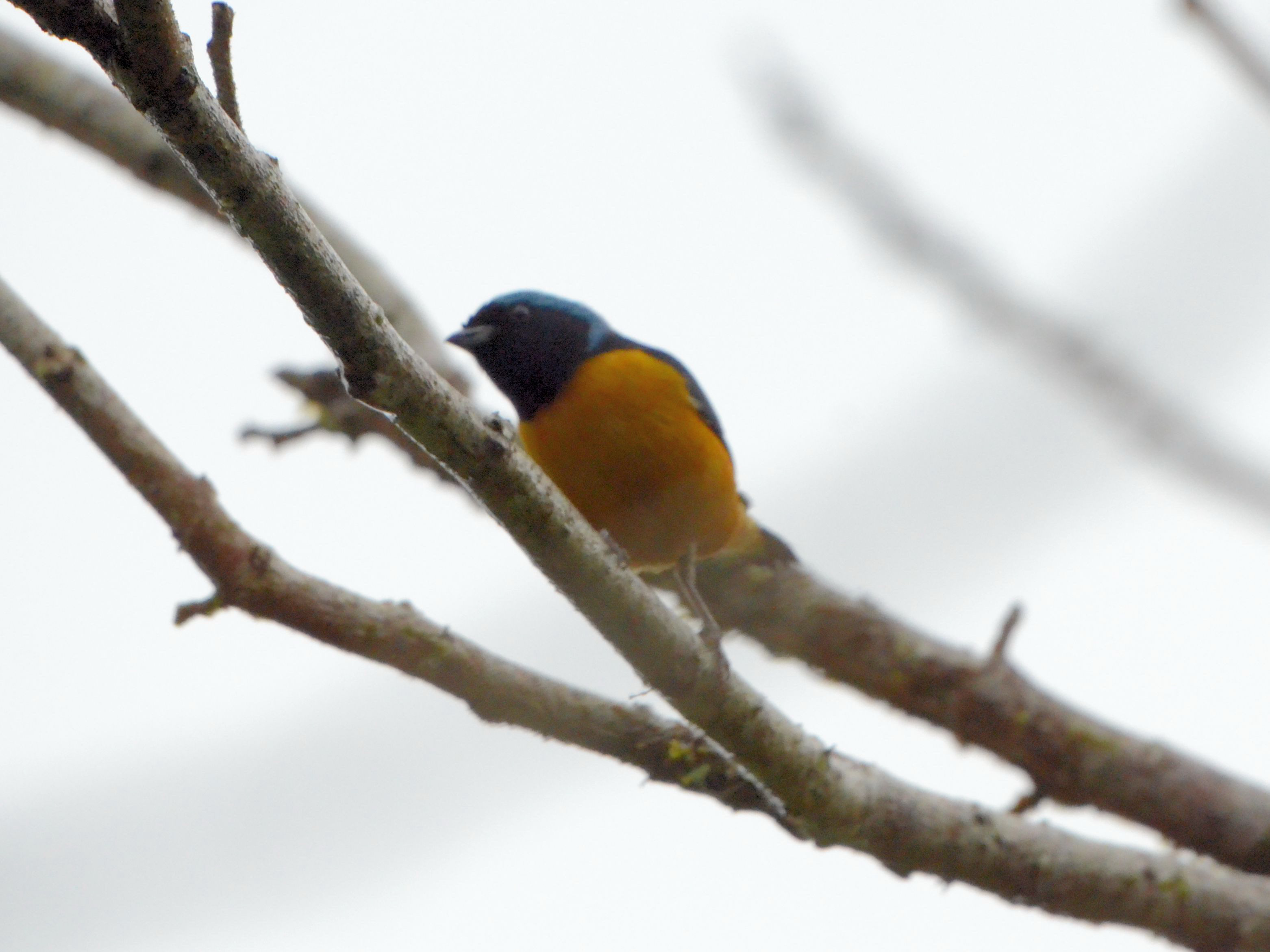 Click picture to see more Golden-rumped Euphonias.