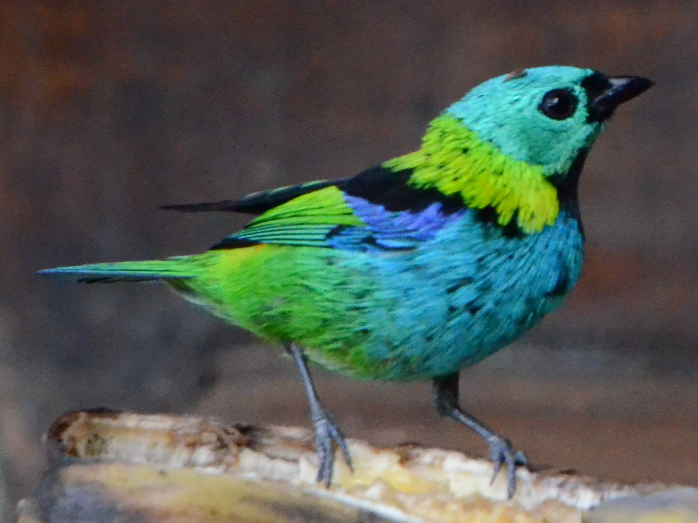 Click picture to see more Green-headed Tanagers.