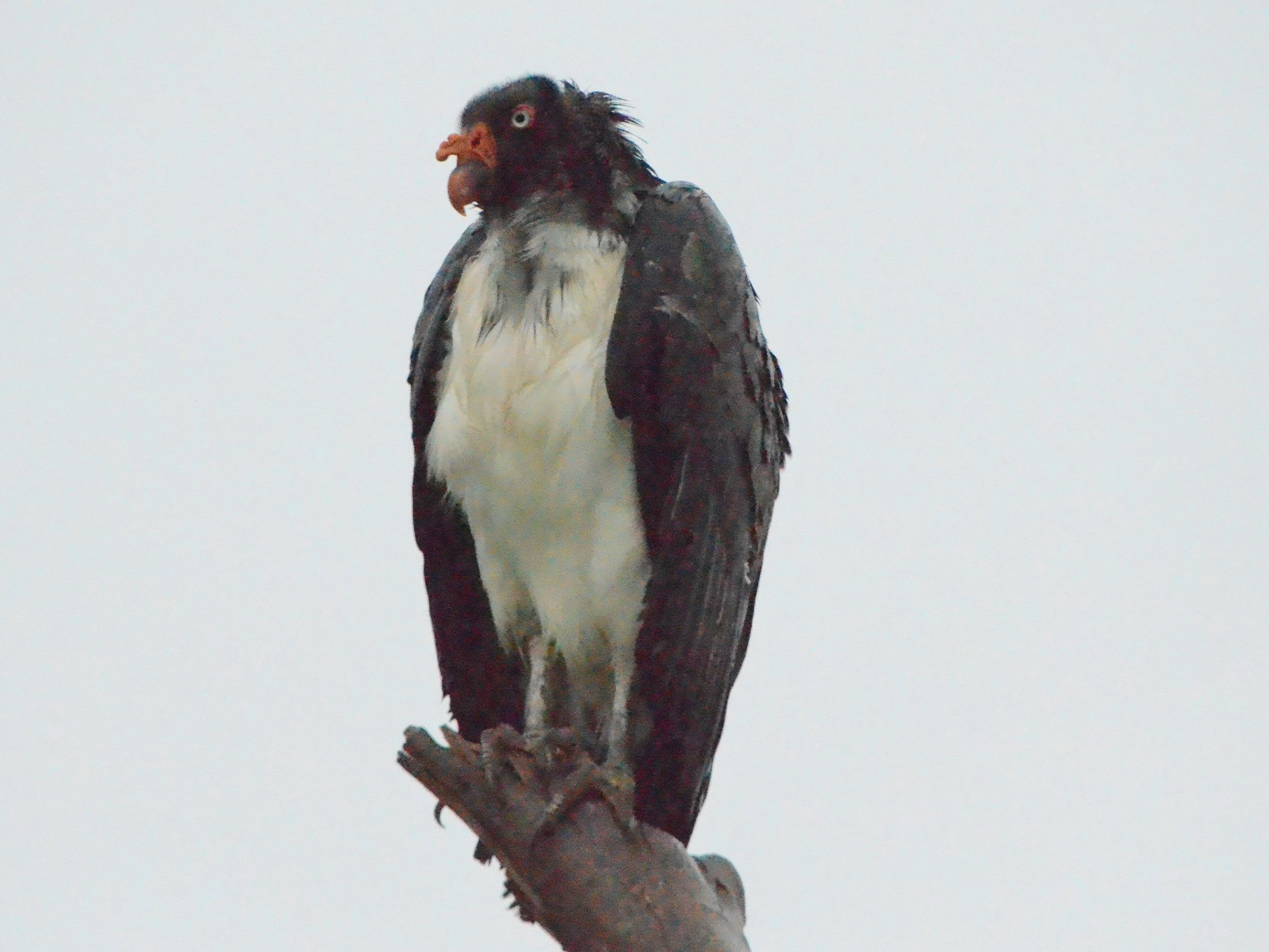 Click picture to see more King Vultures.