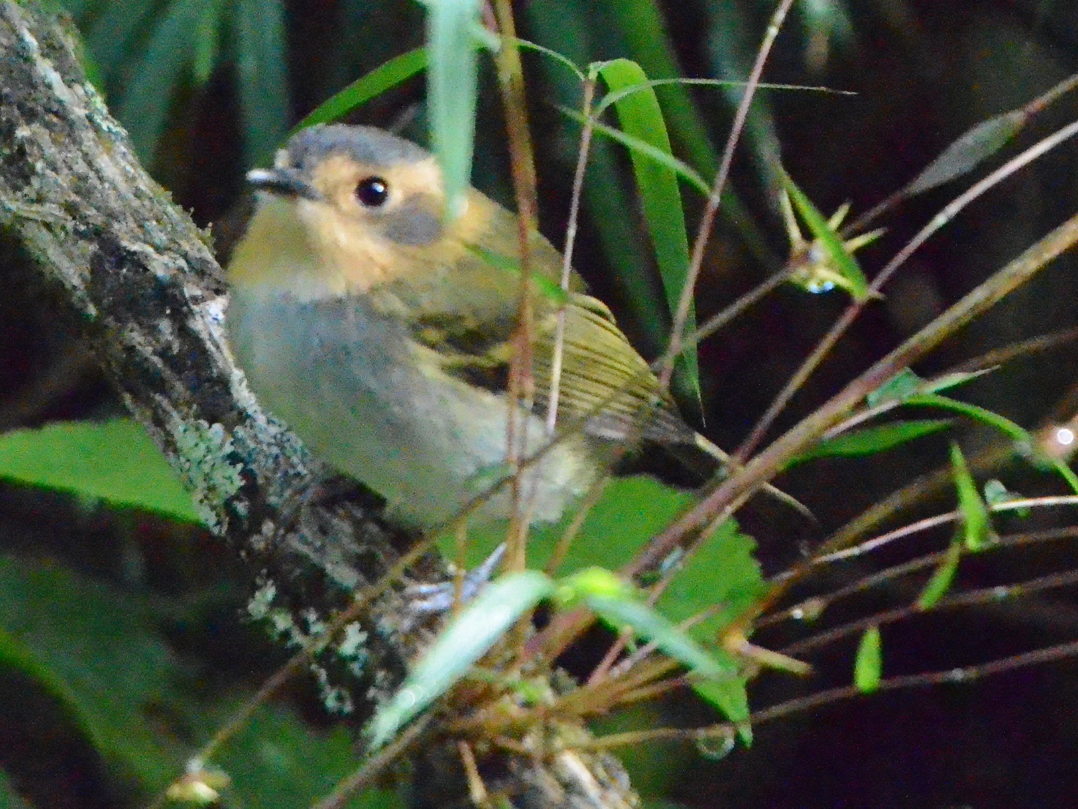 Click picture to see more Ochre-faced Tody-Flycatchers.
