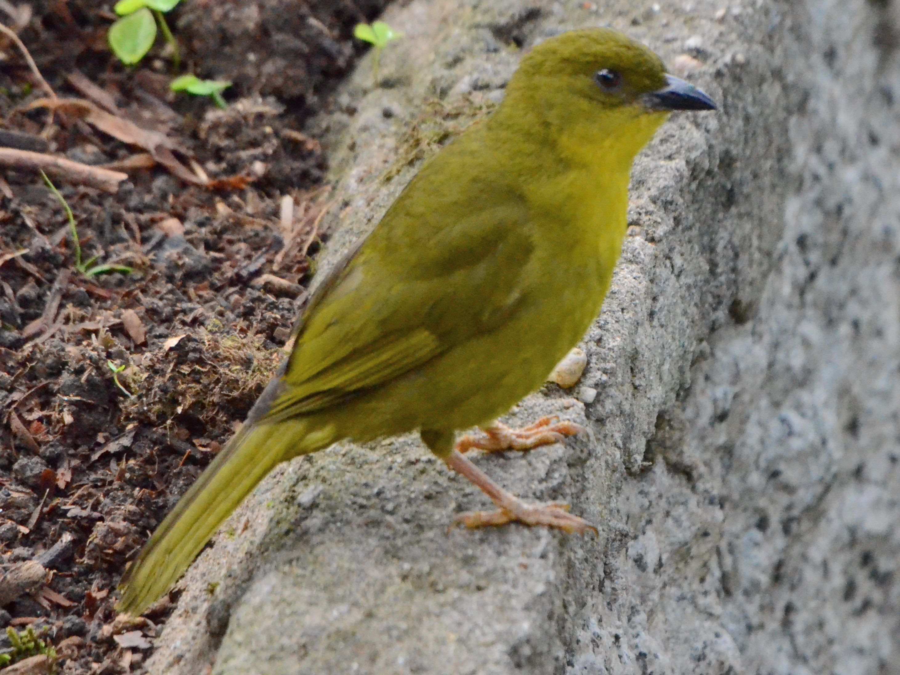 Click picture to see more Olive-green Tanagers.