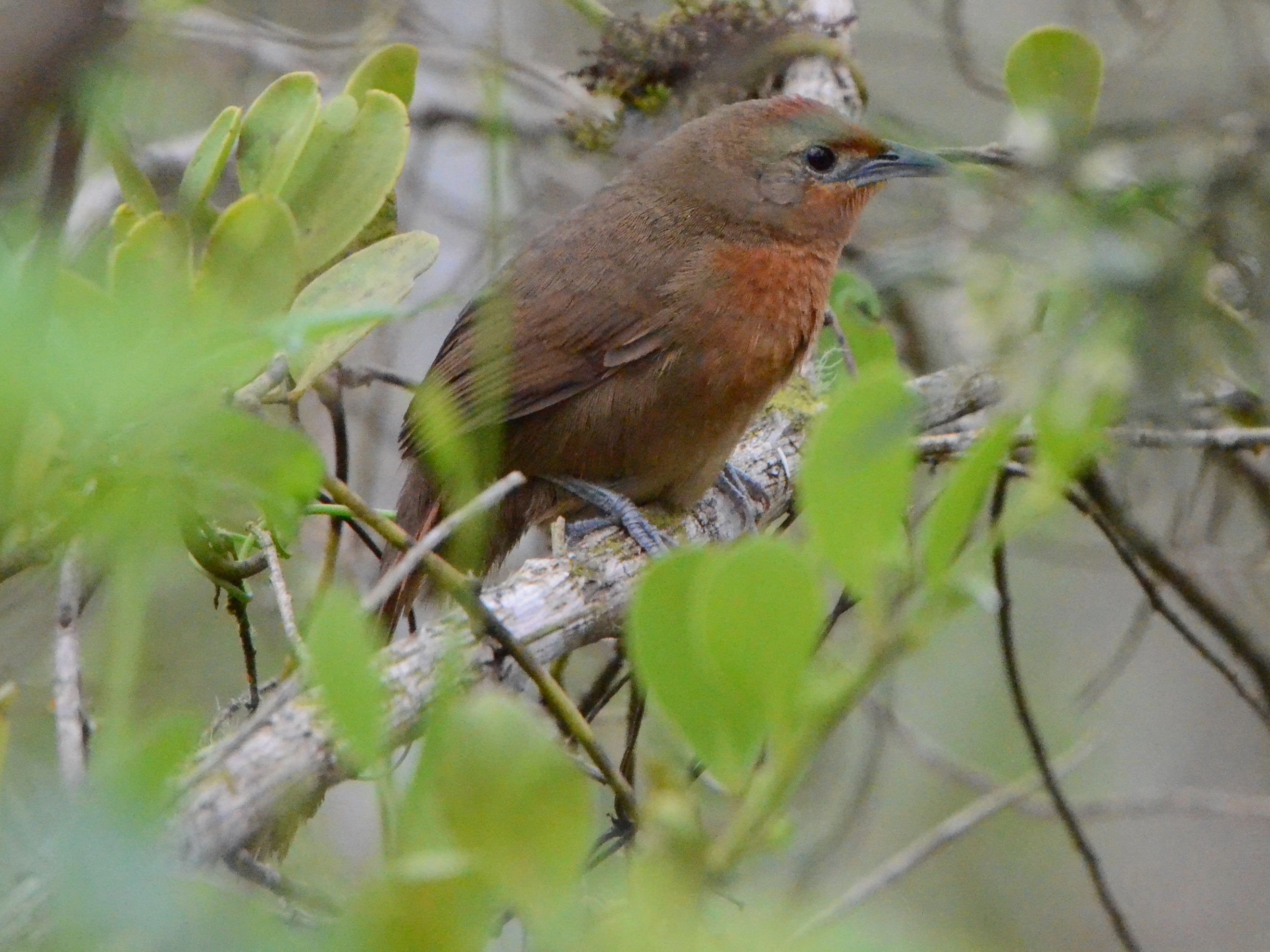 Click picture to see more Orange-breasted (Red-eyed) Thornbirds.