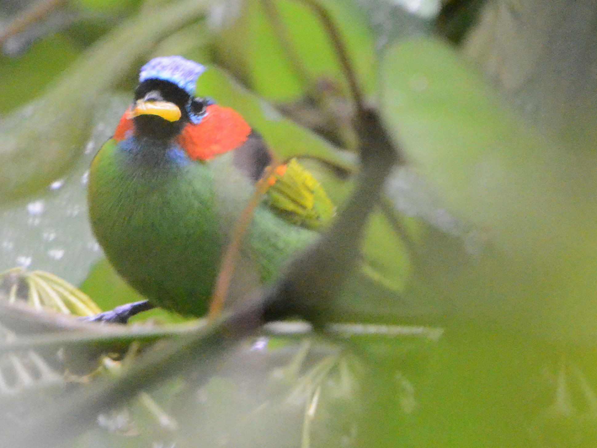 Click picture to see more Red-necked Tanagers.