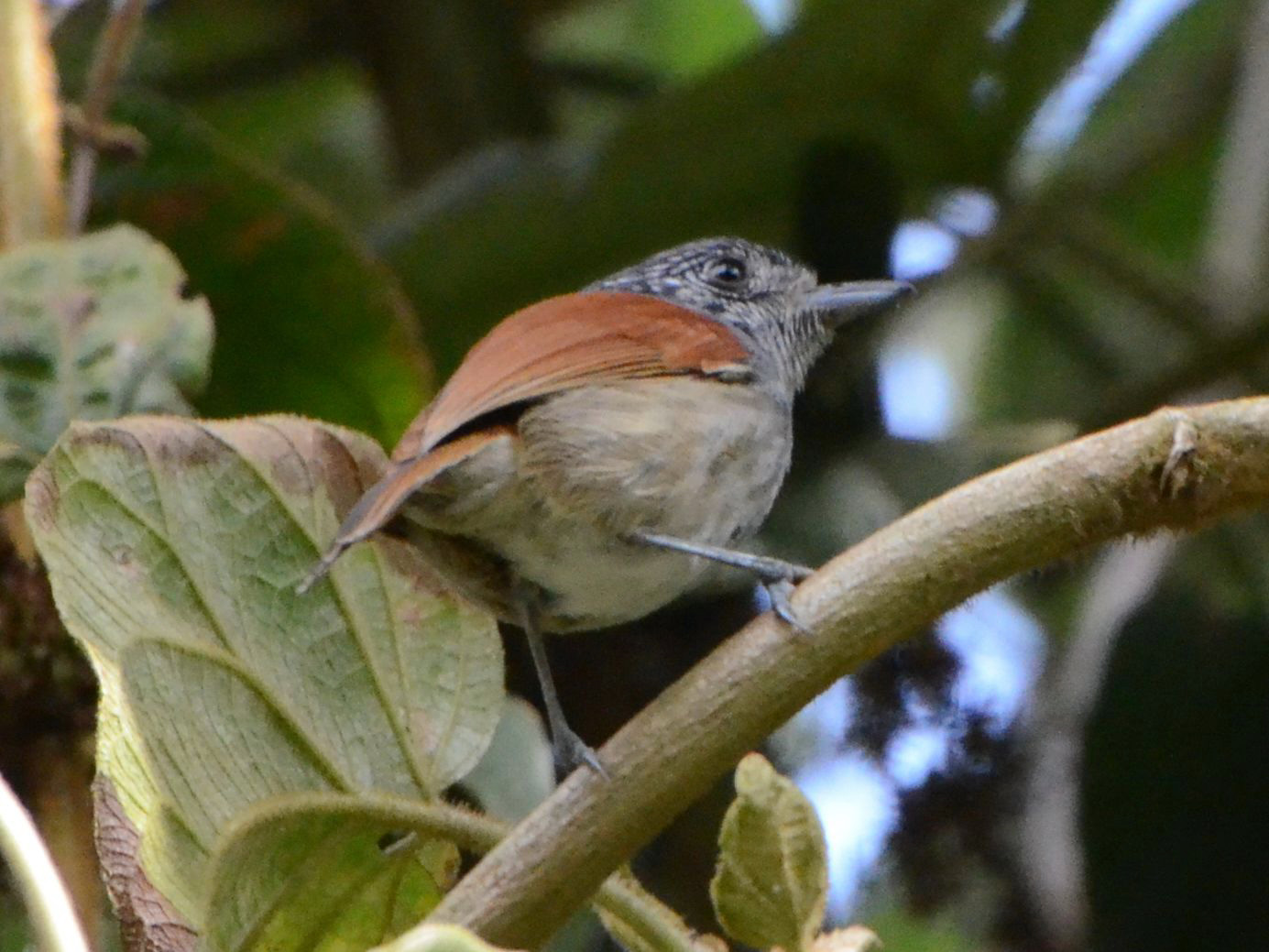 Click picture to see more Rufous-backed Antvireos.