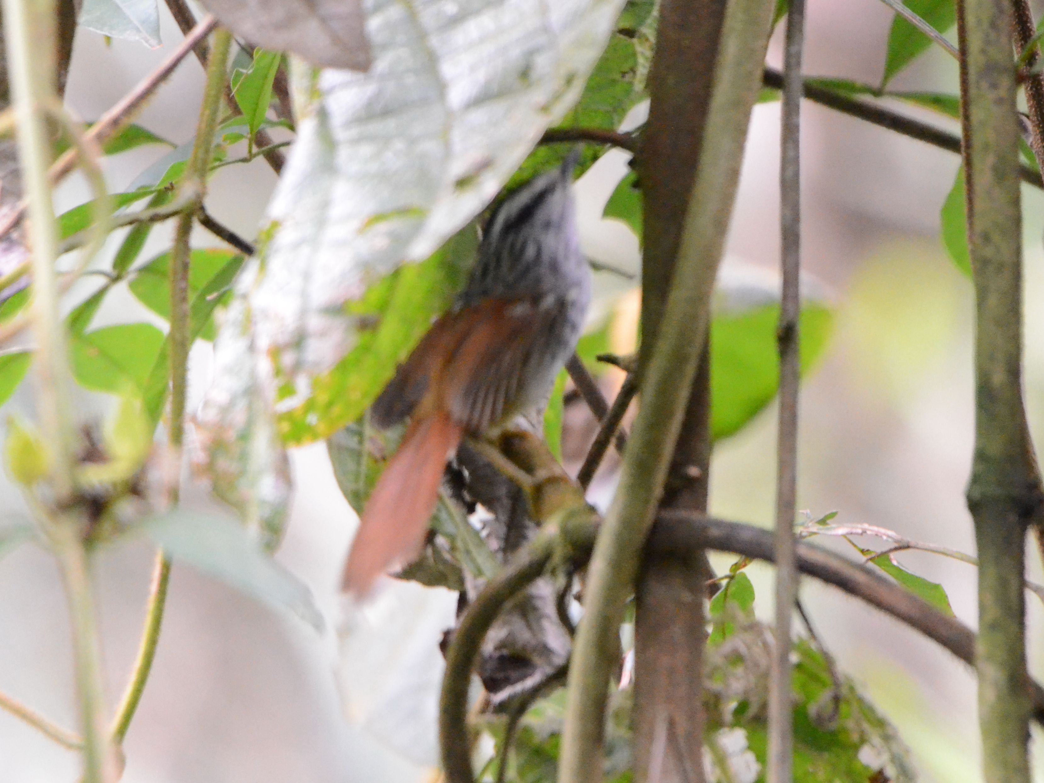 Click picture to see more Rufous-tailed Antbirds.