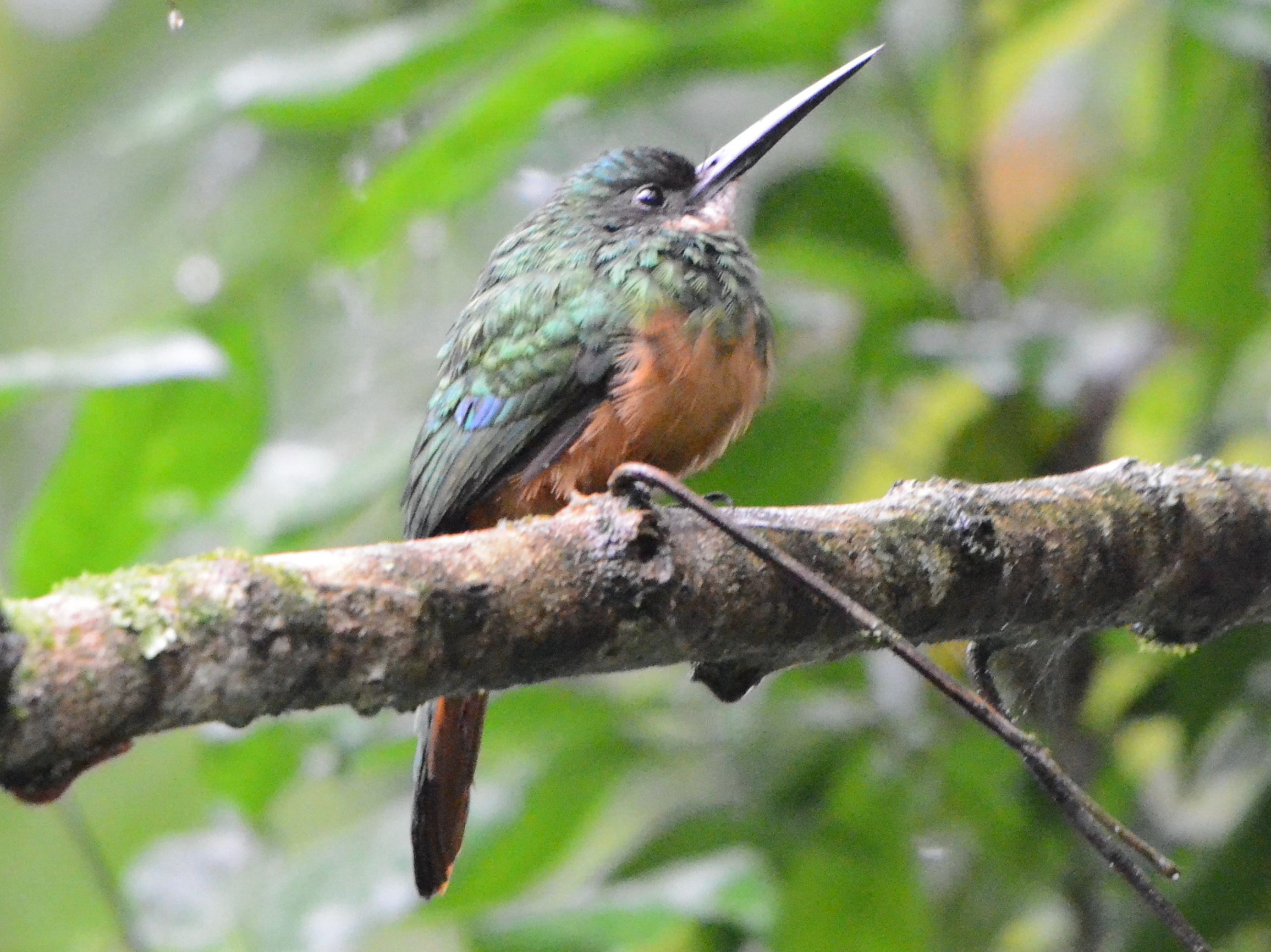 Click picture to see more Rufous-tailed Jacamars.