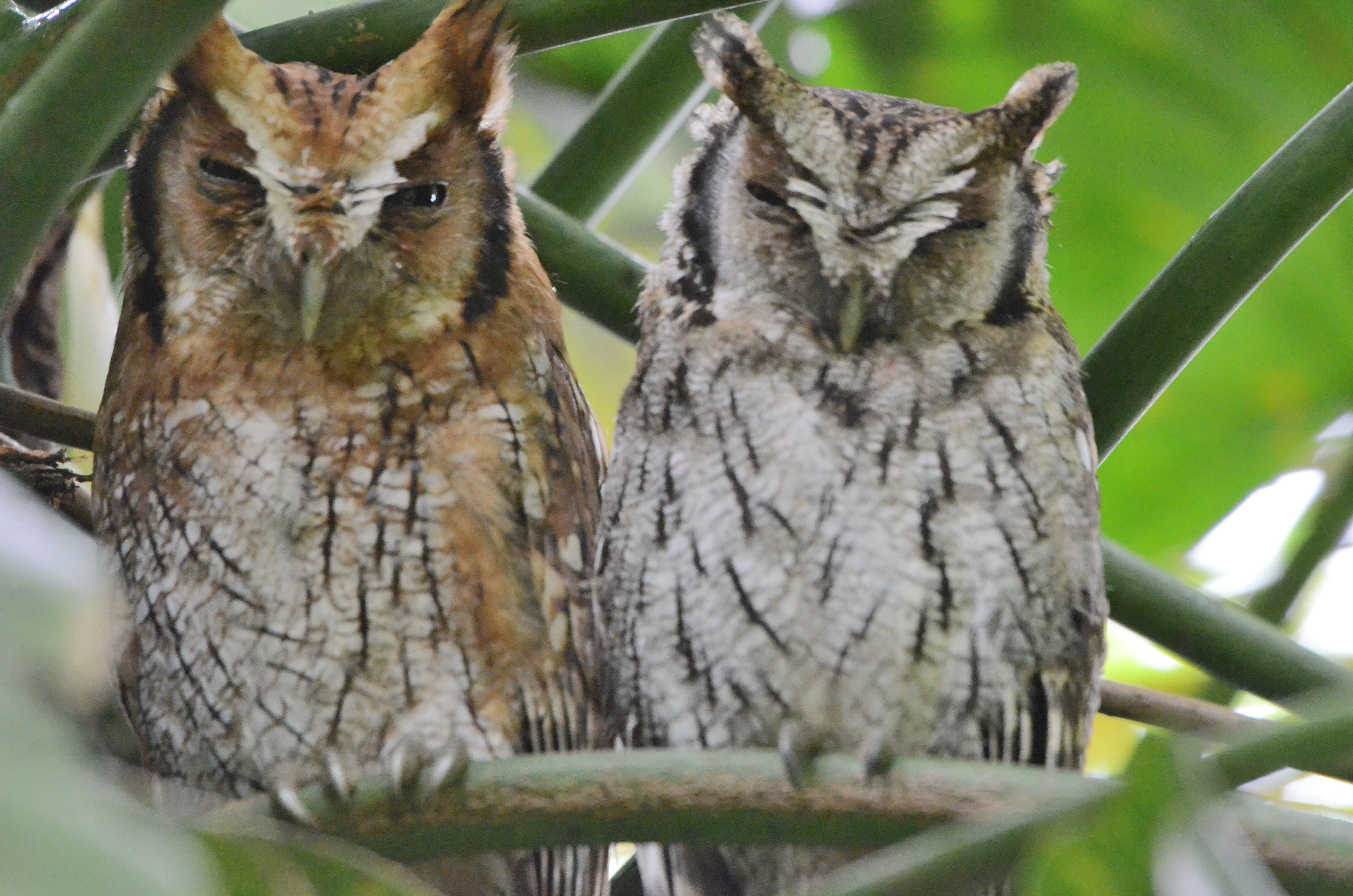 Click picture to see more Tropical Screech-Owls.